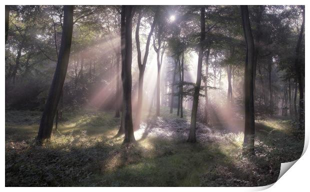 Misty Morning Woodlands Print by Ceri Jones