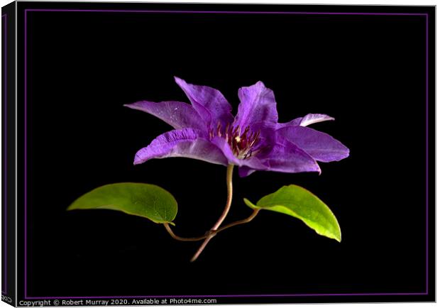 Clematis "The President" Canvas Print by Robert Murray