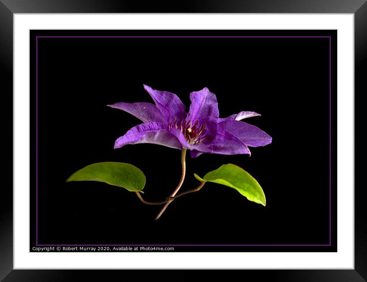 Clematis "The President" Framed Mounted Print by Robert Murray