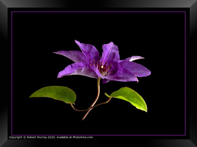 Clematis "The President" Framed Print by Robert Murray