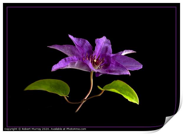 Clematis "The President" Print by Robert Murray