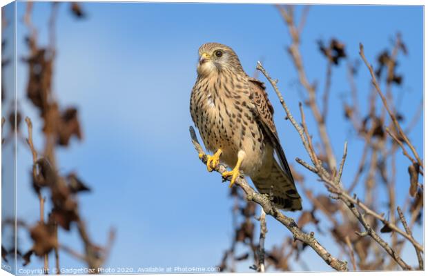 Kestrel perched in a tree Canvas Print by GadgetGaz Photo