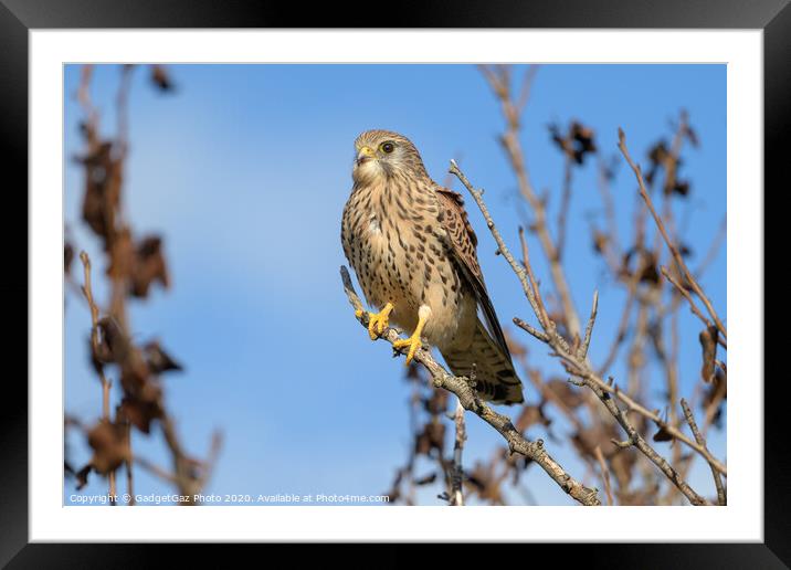 Kestrel perched in a tree Framed Mounted Print by GadgetGaz Photo