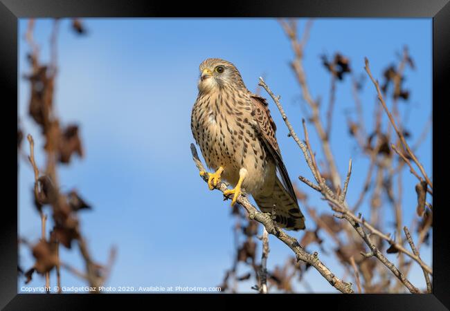 Kestrel perched in a tree Framed Print by GadgetGaz Photo