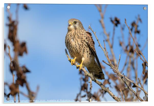 Kestrel perched in a tree Acrylic by GadgetGaz Photo