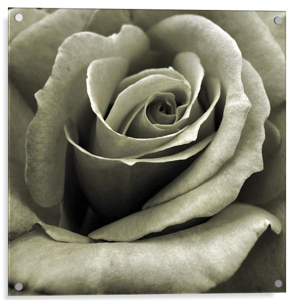 vintage rose Acrylic by Heather Newton