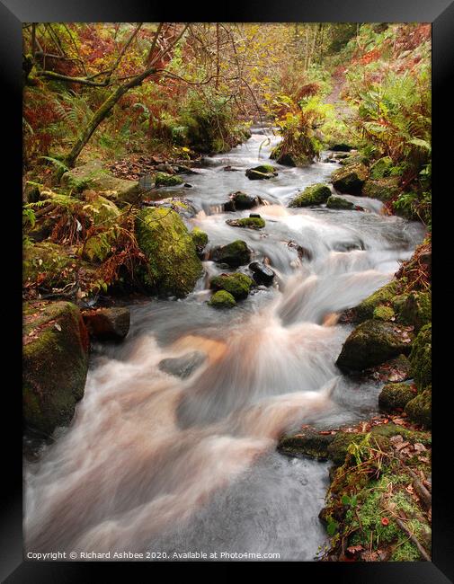 Babbling stream running through woodland Framed Print by Richard Ashbee