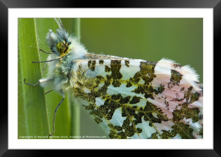 Orange Tip Butterfly Framed Mounted Print by Richard Ashbee
