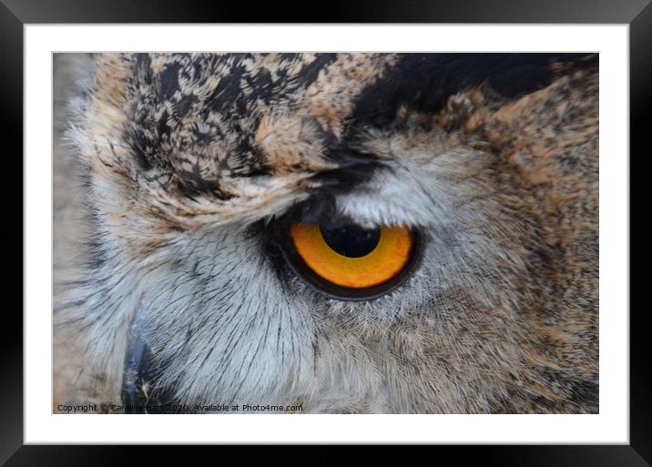 Owl Framed Mounted Print by Caroline Hart