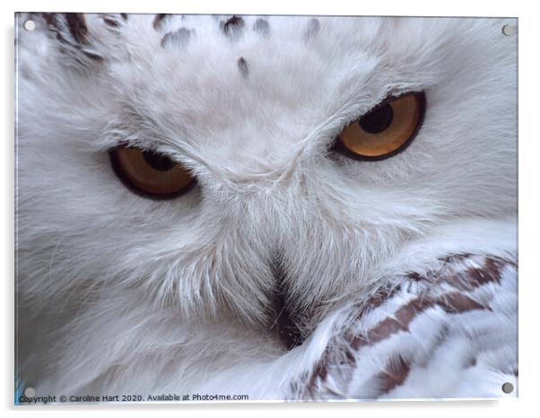 A close up of an owl Acrylic by Caroline Hart