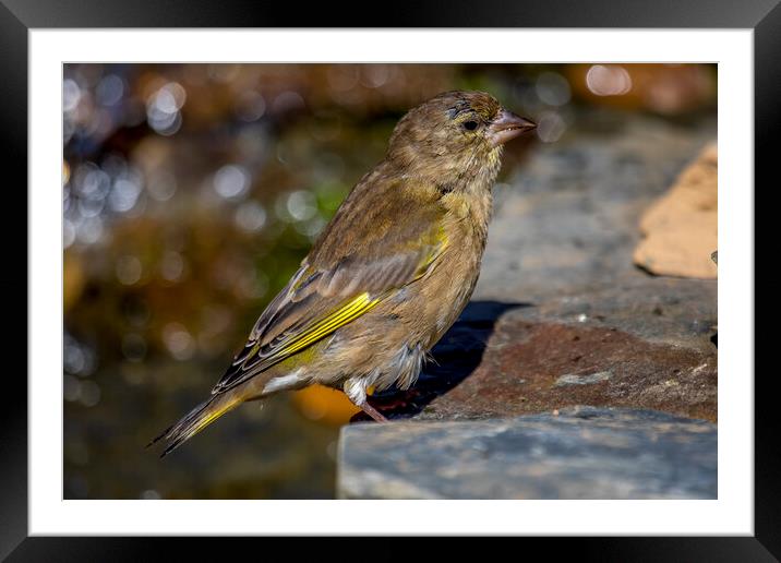 Greeninch at a stream Framed Mounted Print by Oxon Images