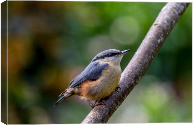 Nuthatch Fledgling Canvas Print by Oxon Images