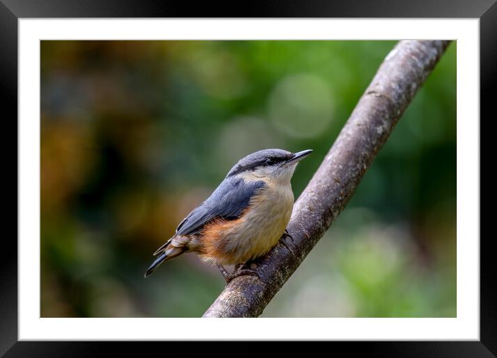 Nuthatch Fledgling Framed Mounted Print by Oxon Images