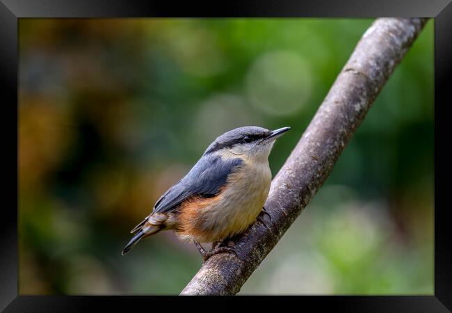 Nuthatch Fledgling Framed Print by Oxon Images