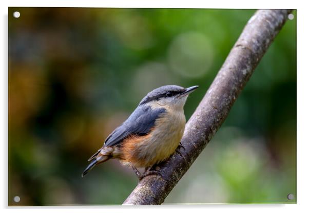 Nuthatch Fledgling Acrylic by Oxon Images
