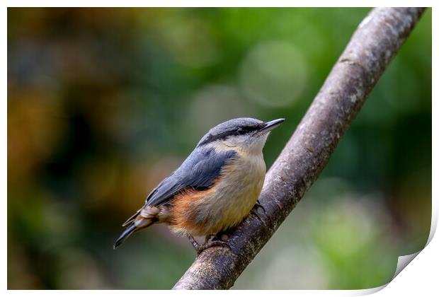 Nuthatch Fledgling Print by Oxon Images