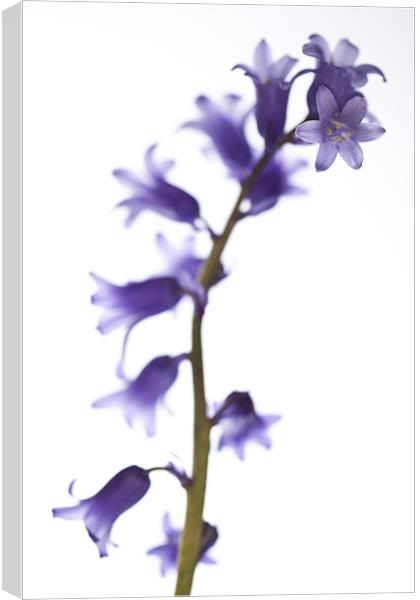 Common bluebell (Hyacinthoides non-scripta) Canvas Print by Gabor Pozsgai