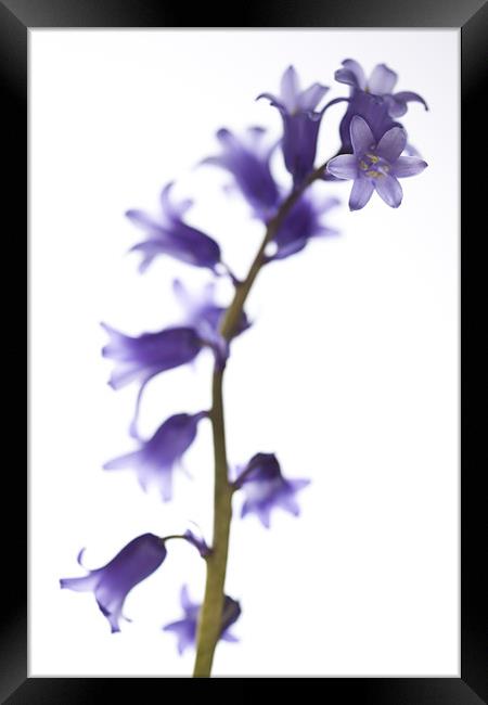 Common bluebell (Hyacinthoides non-scripta) Framed Print by Gabor Pozsgai