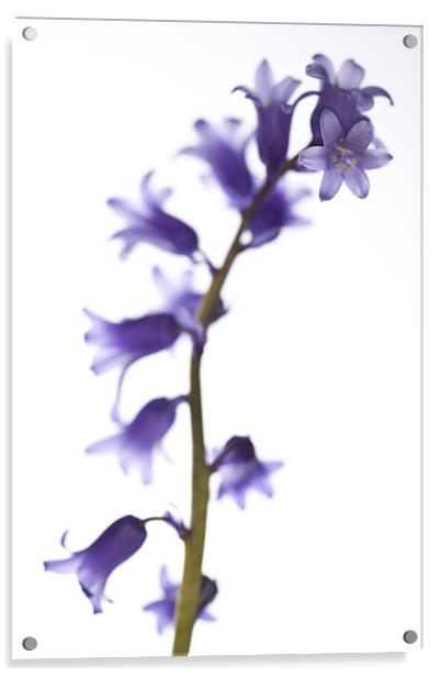 Common bluebell (Hyacinthoides non-scripta) Acrylic by Gabor Pozsgai