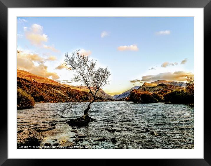 Lone Tree on Lyn Padarn Lake Framed Mounted Print by Samantha Smith