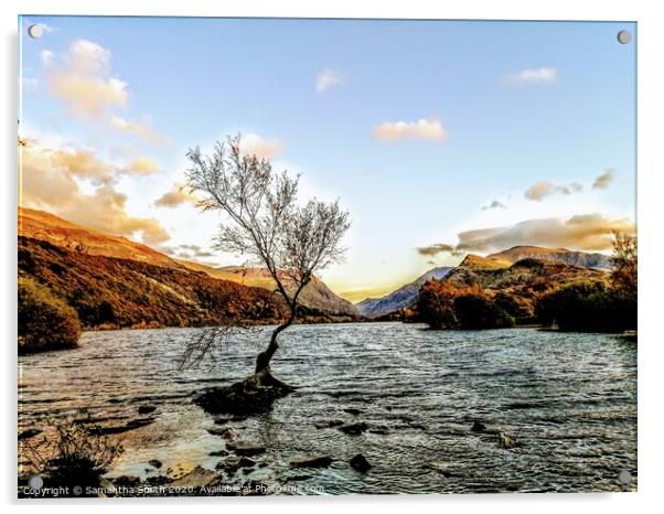 Lone Tree on Lyn Padarn Lake Acrylic by Samantha Smith