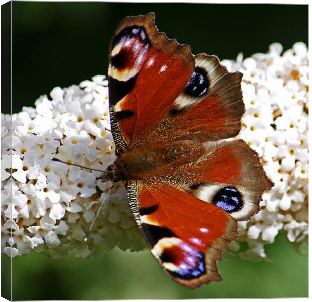 Peacock Butterfly On Buddleia Canvas Print by David Pringle