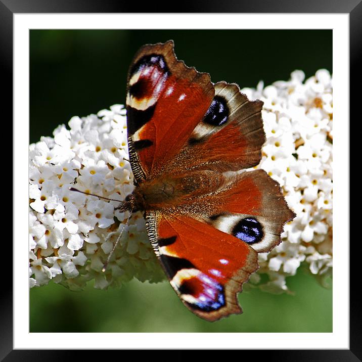 Peacock Butterfly On Buddleia Framed Mounted Print by David Pringle