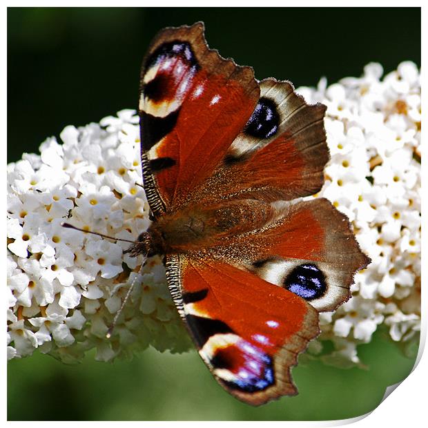 Peacock Butterfly On Buddleia Print by David Pringle