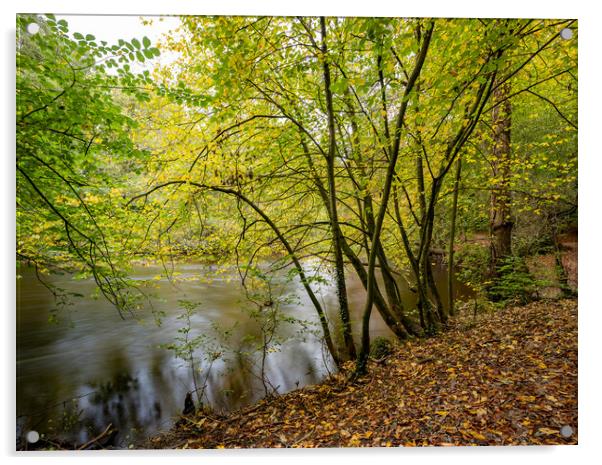 River Nidd at Knaresborough North Yorkshire Acrylic by mike morley