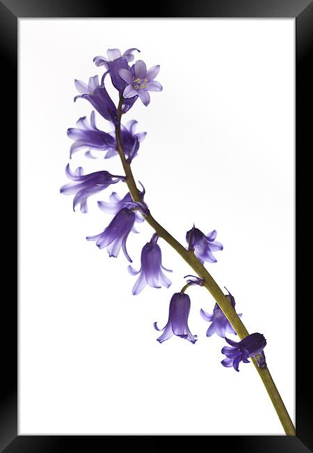 Common bluebell (Hyacinthoides non-scripta) Framed Print by Gabor Pozsgai