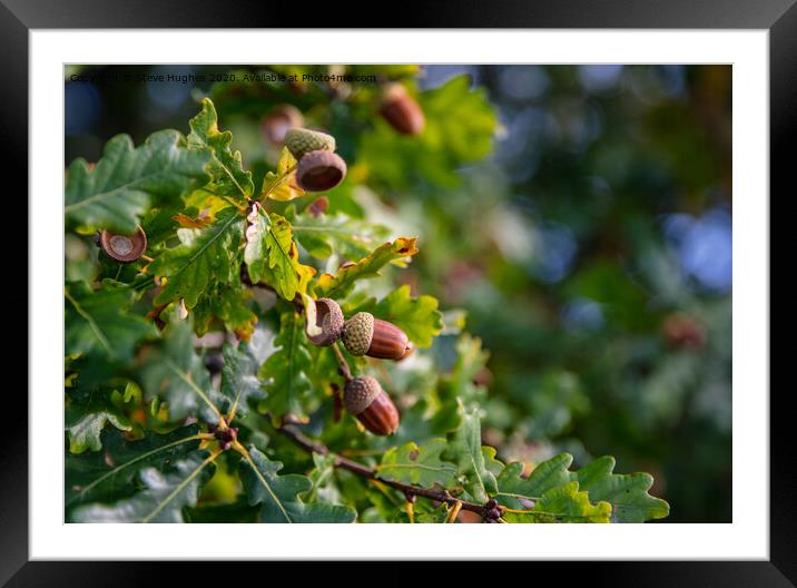 Acorns ready to fall Framed Mounted Print by Steve Hughes
