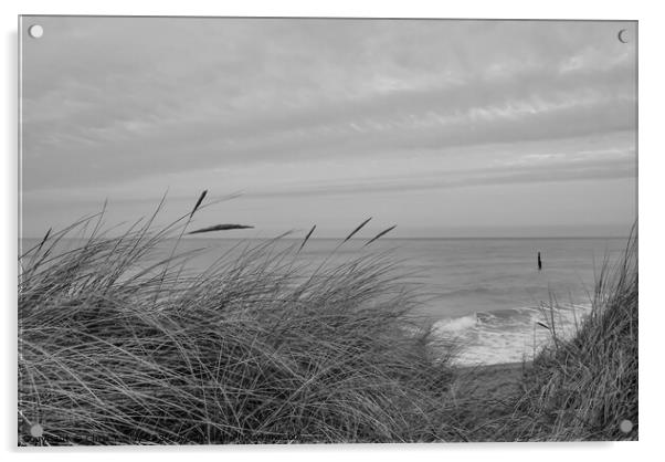 In the sand dunes on the North Norfolk coast bw Acrylic by Chris Yaxley