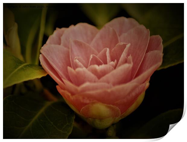 Pink Camellia Print by John Wain