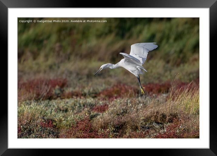 Little Egret in the Autumn Framed Mounted Print by GadgetGaz Photo