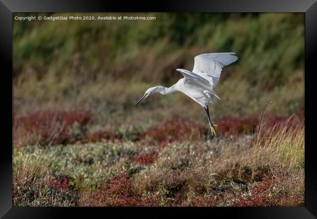 Little Egret in the Autumn Framed Print by GadgetGaz Photo