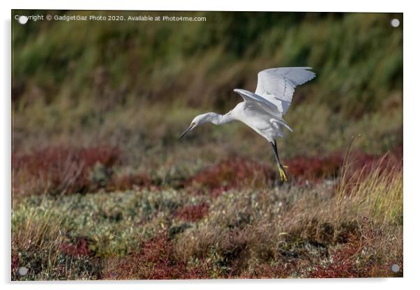 Little Egret in the Autumn Acrylic by GadgetGaz Photo