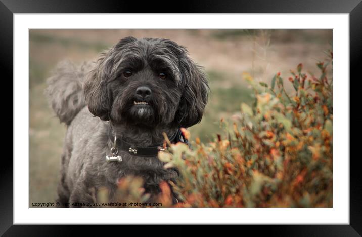 Shihpoo Framed Mounted Print by Teri Altree