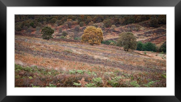 Cannock Chase in Autumn Framed Mounted Print by Teri Altree