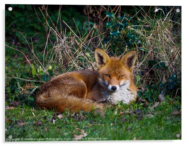 Fox  Snoozing in the Sun Acrylic by Elizabeth Debenham