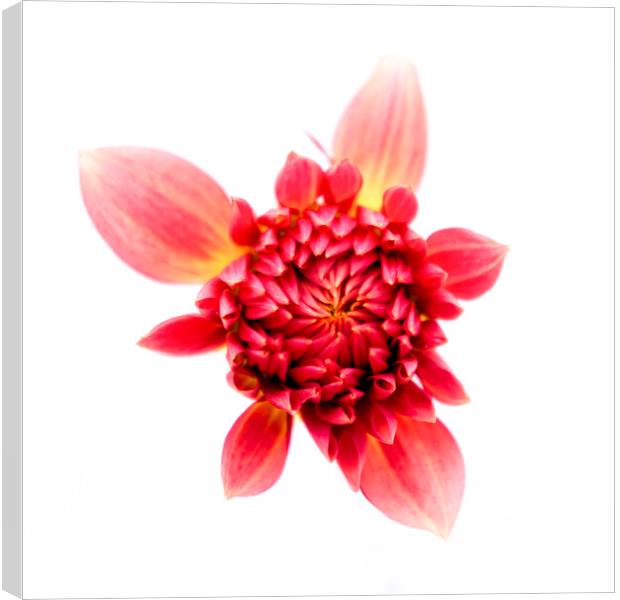 Bursting with Life Dahlia Canvas Print by Jeremy Sage