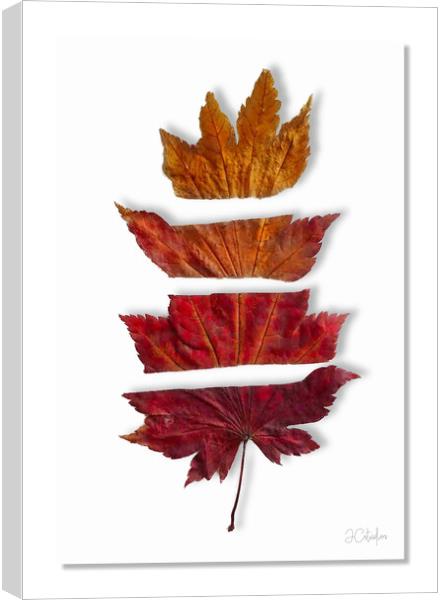 Just leafing Canvas Print by JC studios LRPS ARPS