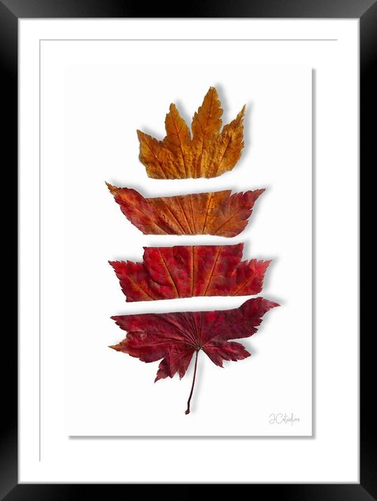 Just leafing Framed Mounted Print by JC studios LRPS ARPS