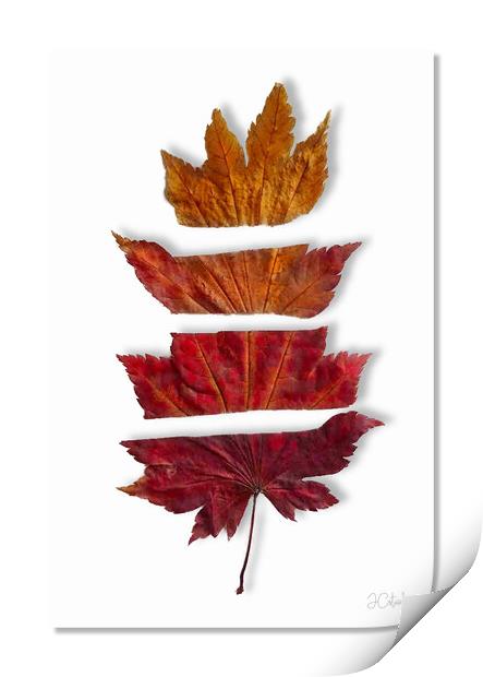 Just leafing Print by JC studios LRPS ARPS