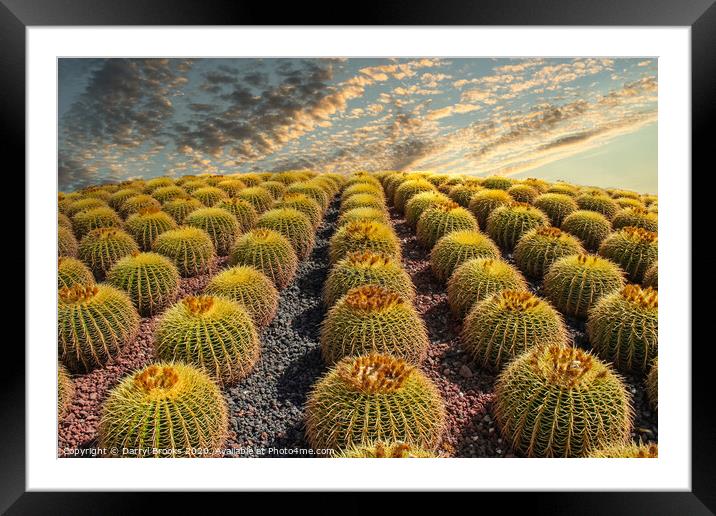 Barrel Cacti on Hill Framed Mounted Print by Darryl Brooks