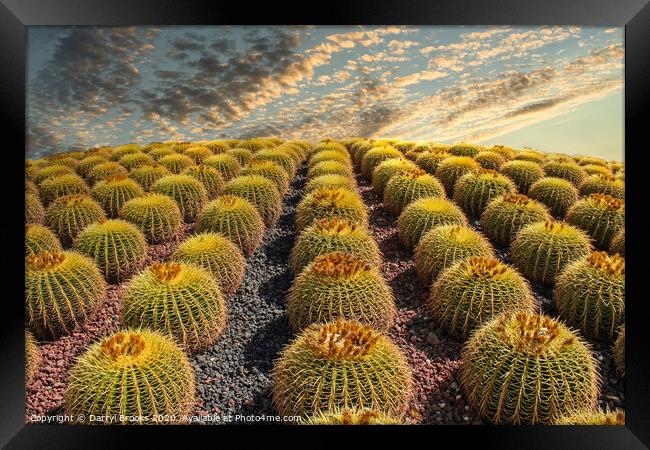 Barrel Cacti on Hill Framed Print by Darryl Brooks
