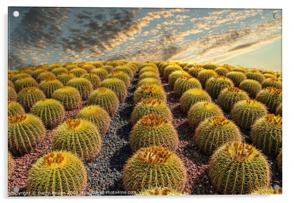 Barrel Cacti on Hill Acrylic by Darryl Brooks