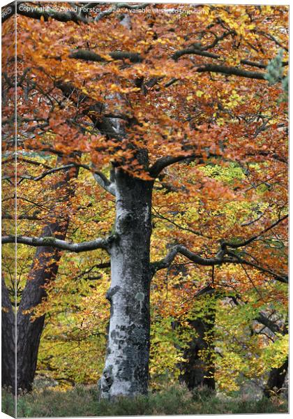 Autumn Woodland, Teesdale, County Durham, UK Canvas Print by David Forster