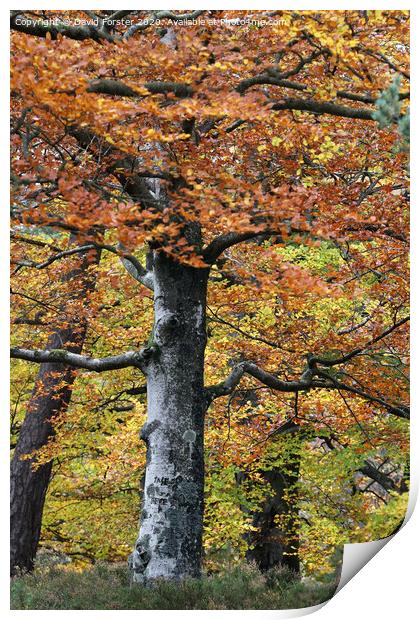 Autumn Woodland, Teesdale, County Durham, UK Print by David Forster