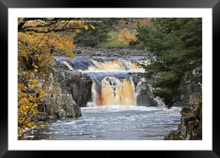 Autumn Colours and Low Force, Teesdale, County Durham, UK Framed Mounted Print by David Forster