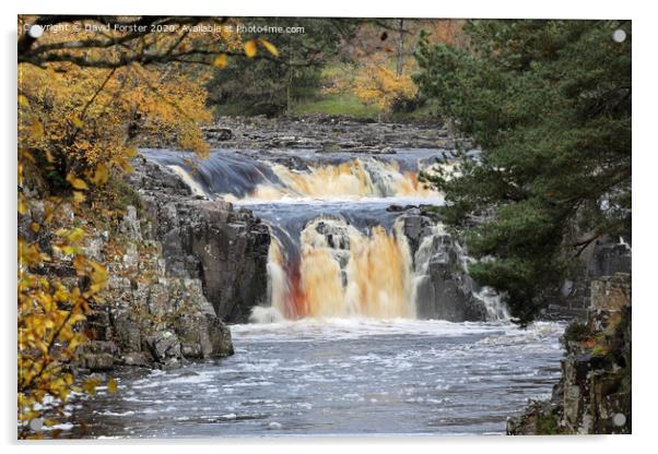 Autumn Colours and Low Force, Teesdale, County Durham, UK Acrylic by David Forster